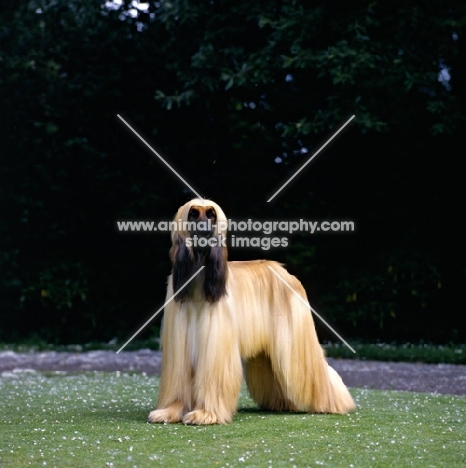 ch viscount grant (gable), afghan hound standing on grass, bis crufts 1987  