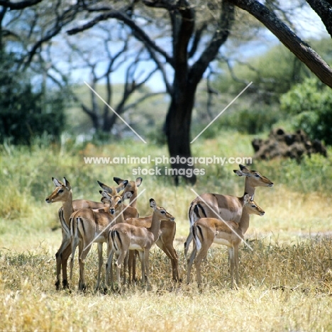 group of impala in lake manyara np, tanzania