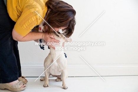 French bulldog in front of white wall getting a kiss from female owner