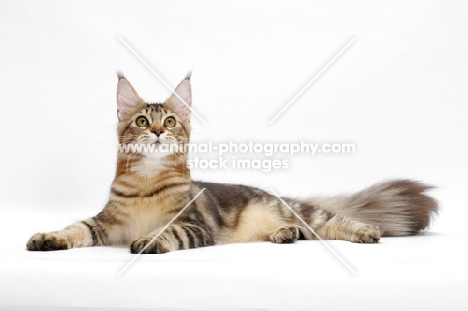 Maine Coon, looking up, brown classic tabby 