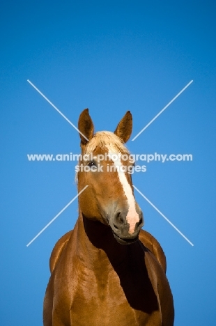 Belgian Draft horse