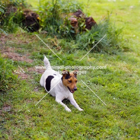 parson russell terrier lying in front of greenery