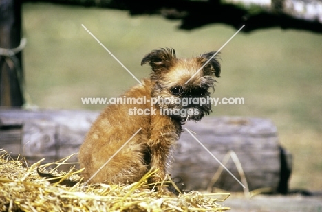 griffon bruxellois puppy on a straw bale