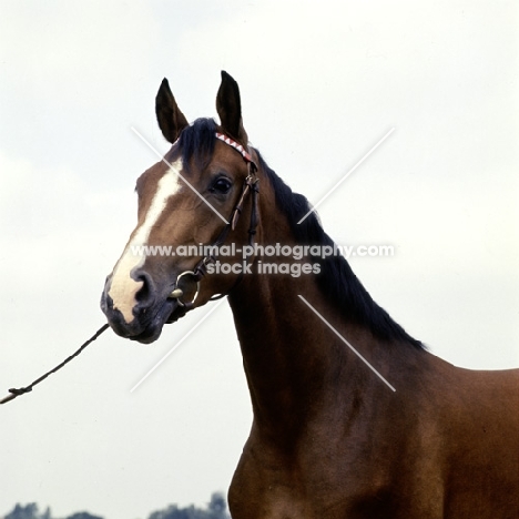 shagya arab stallion in denmark, head study