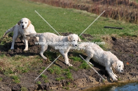 three Golden Retriever puppies curious about river