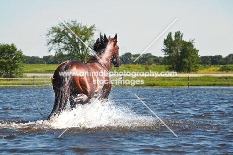 quarter horse going through water