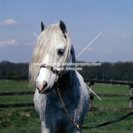 castle grey cloud, mountain pony sec a,