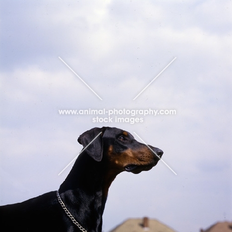 ch sallate ferris, dobermann , breed CC record holder, head shot