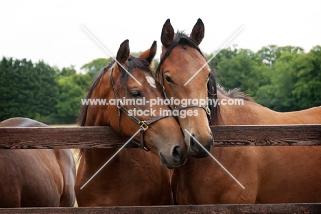 two thoroughbreds standing by a fence 