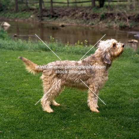  am ch billekin amanda grizzlet, otterhound standing on grass