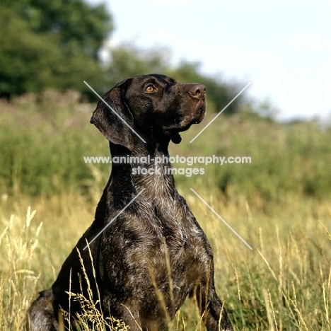 german shorthaired pointer head  and shoulder shot