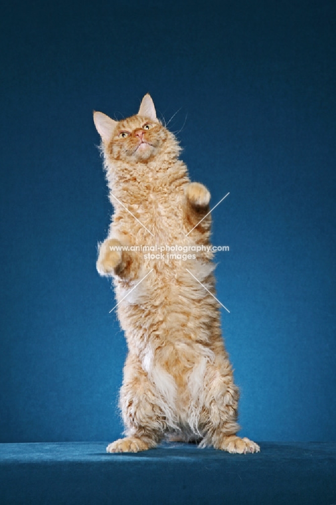 Laperm cat standing up on teal background