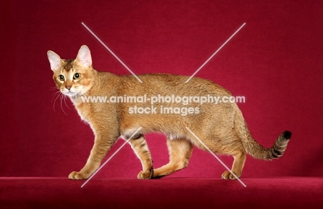 Chausie on red background, side view