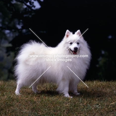 japanese spitz standing on grass