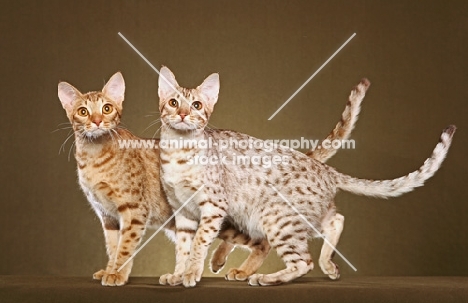 two Ocicats looking towards camera