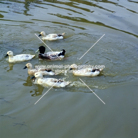 six welsh harlequin ducks