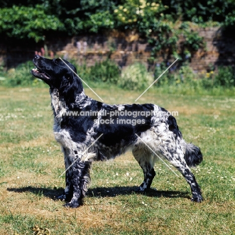 large munsterlander from foxbrae