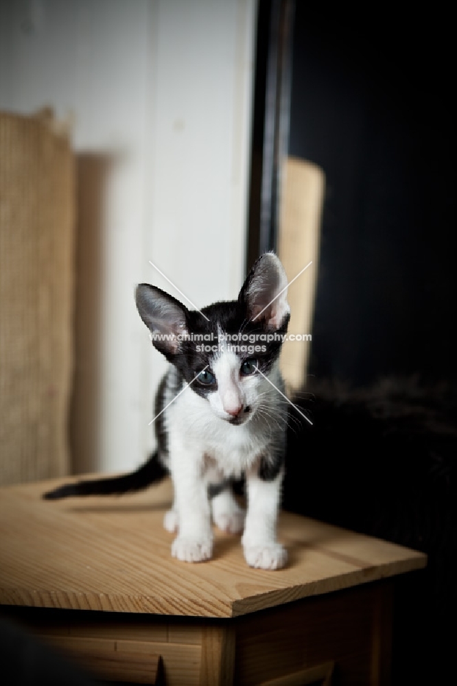 Peterbald Kitten standing on table