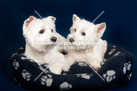 two West Highland White Terriers in basket
