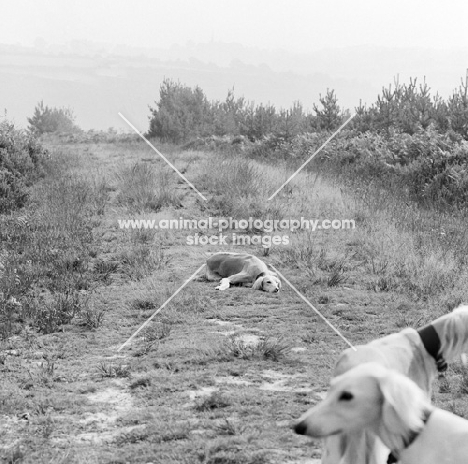 three salukis in countryside