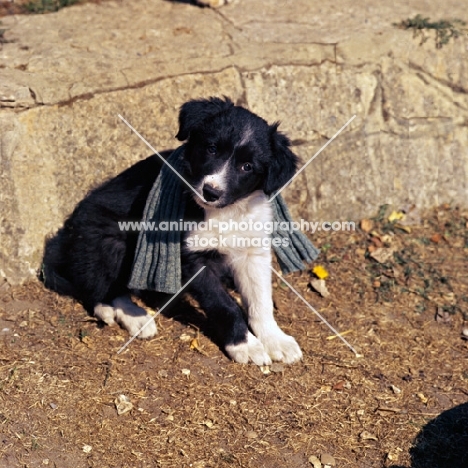 border collie puppy sitting with scarf