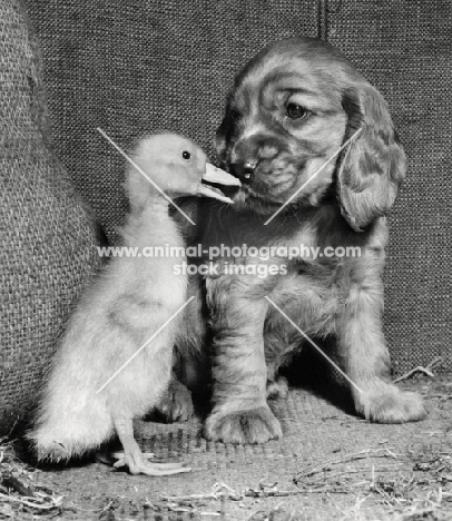 friendly duck and Cocker Spaniel puppy