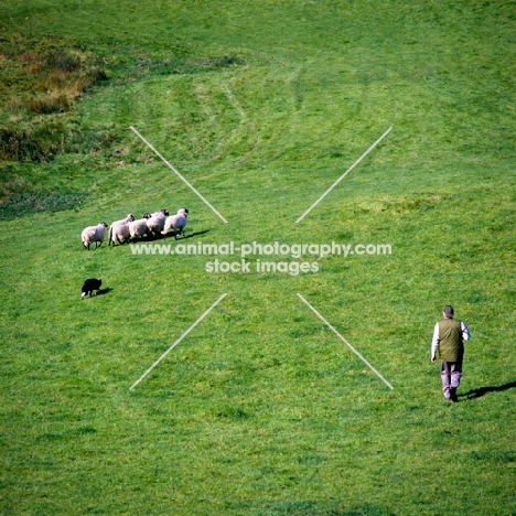 border collie herding sheep