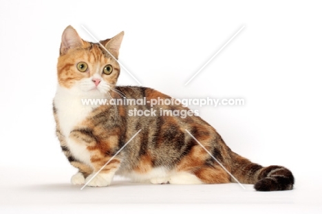 Brown Classic Torbie & White Munchkin on white background