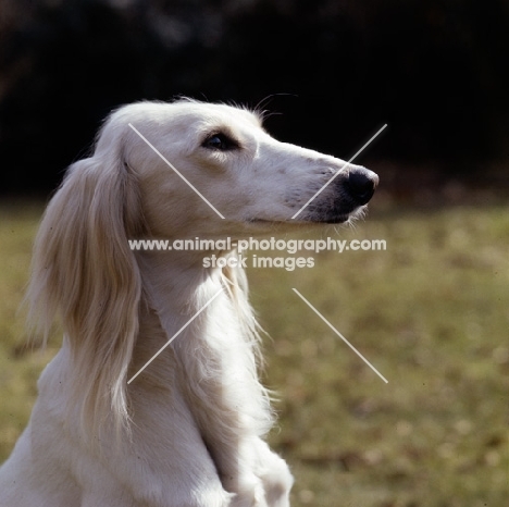 ch alexandra of daxlore , head study of saluki