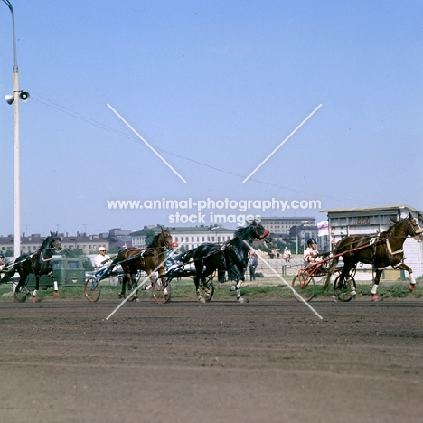 four trotters at moscow races