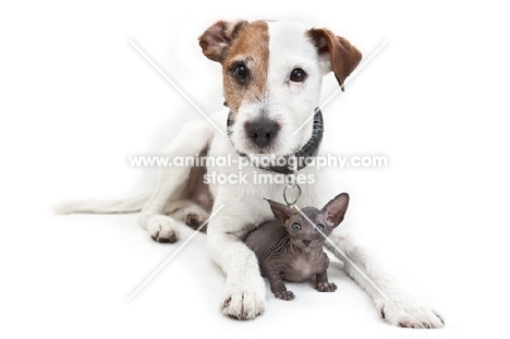 Jack Russell Terrier with Peterbald kitten