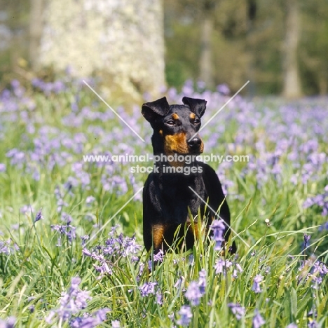  keyline gloriana, manchester terrier among bluebells