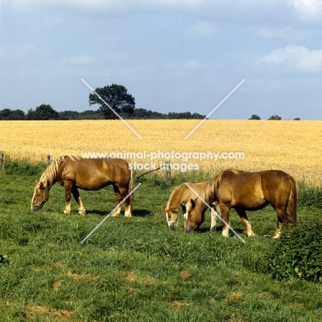 schleswig mares grazing with a foal 