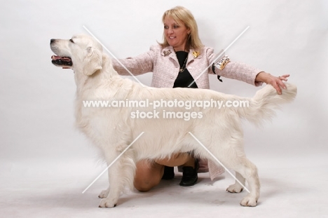 Australian Champion Golden Retriever being posed