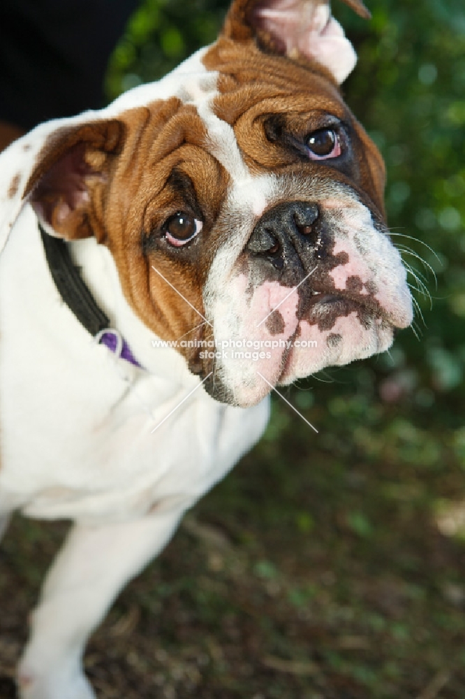 Bulldog looking into camera