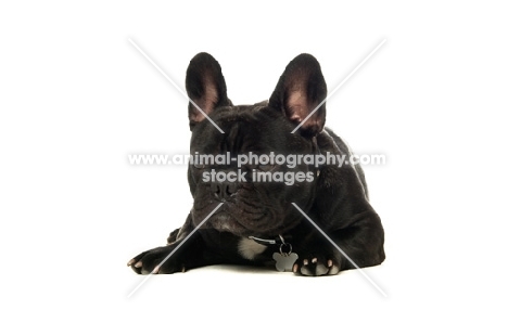 young French Bulldog resting