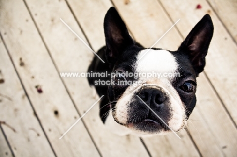 Boston Terrier looking up at camera on deck