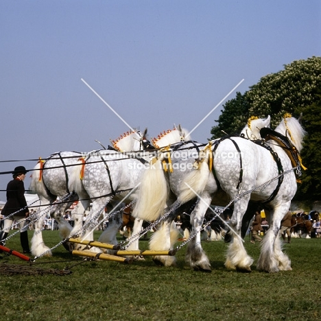 shire horses in a musical drive, windsor