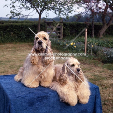 two american cocker spaniels on a table in a garden