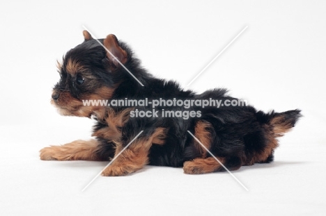 Yorkshire Terrier puppy lying down on white background