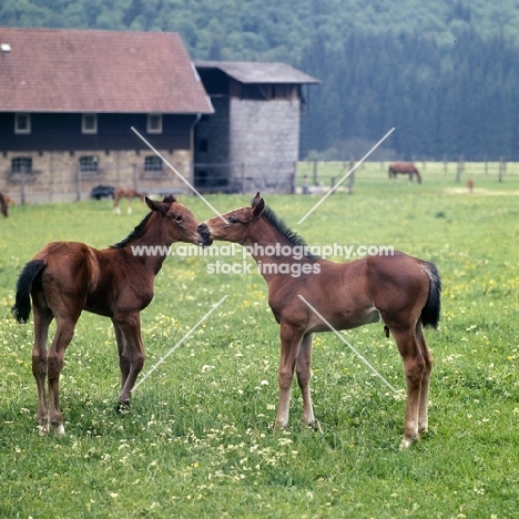 two German Arab foals at marbach, full body 