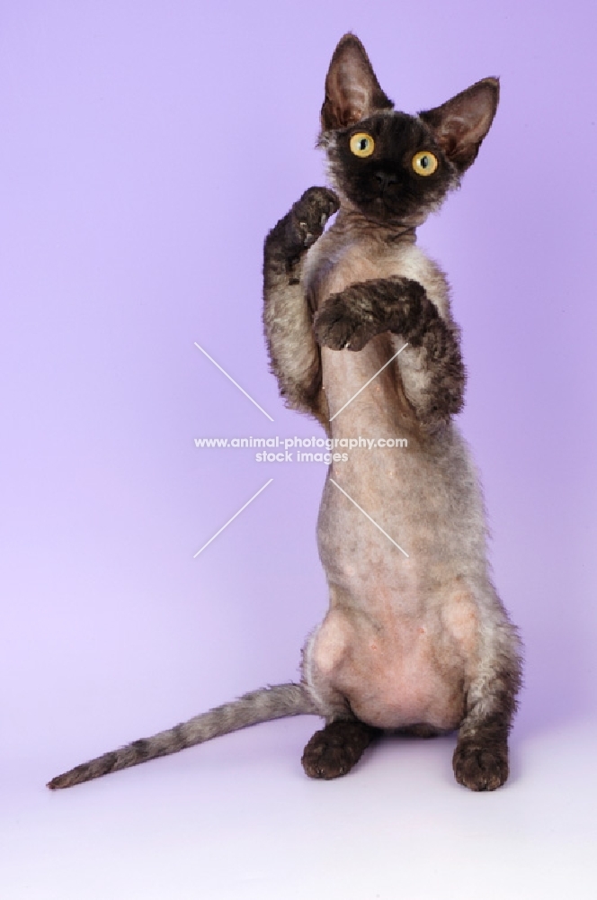 black smoke devon rex kitten on hind legs