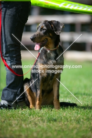 portrait of a harlequin Beauceron puppy at five months of age