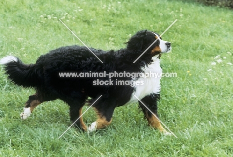 bernese mountain dog trotting out