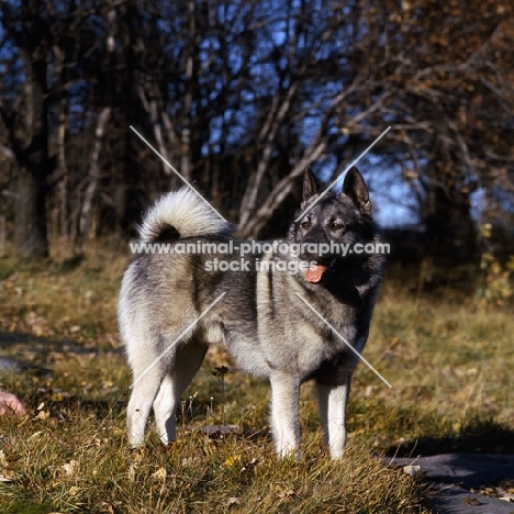  skogsmarkens skott norwegian elkhound standing on grass