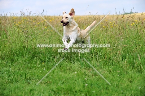 cream Labrador Retriever running in field