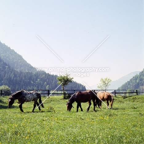 736 jaggler-nero x, spotted noric horse two others in  austria