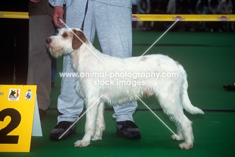 istrian hound, wirehaired, ostrodlaki, at a world show