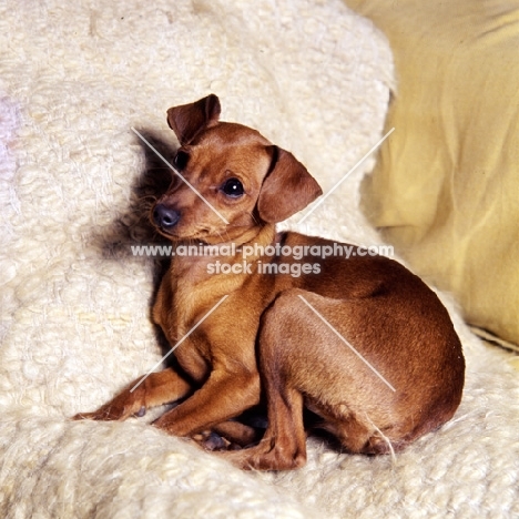 miniature pinscher lying on a rug