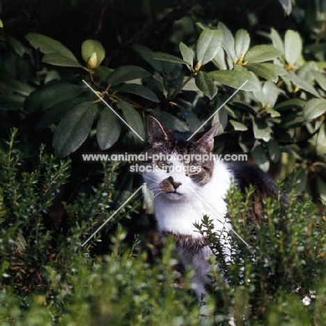 tabby and white cat lurking among plants